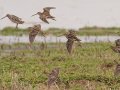 Wilson's Snipe, Barkley WMA, Stewart County, Mar ch 8, 2022