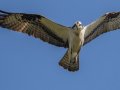 Osprey - Dunbar Cave SP, Clarksville, Montgomery County, March 26, 2022