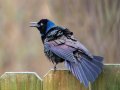 Common Grackle - Yard Birds,, Clarksville, Montgomery County, TN, April 5, 2022