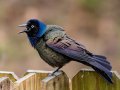 Common Grackle - Yard Birds,, Clarksville, Montgomery County, TN, April 5, 2022