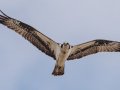 Osprey - Paris Landing SP, Henry County, March 18, 2022
