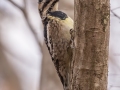 Yellow-bellied Sapsucker  - Rotary Park,  Clarksville, Montgomery County, March 28, 2022