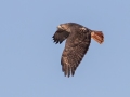 Red-tailed Hawk (borealis) - Tennessee NWR - Britton Ford, Henry County, TN, February 13, 2022