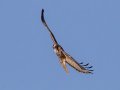 Red-tailed Hawk (borealis) - Tennessee NWR - Britton Ford, Henry County, TN, February 13, 2022