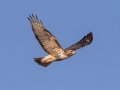 Red-tailed Hawk (borealis) - Tennessee NWR - Britton Ford, Henry County, TN, February 13, 2022