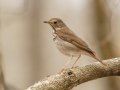 Hermit Thrush - Rotary Park,  Clarksville, Montgomery County, March 28, 2022