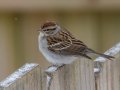 Chipping Sparrow - Yard Birds,, Clarksville, Montgomery County, TN, January 2022