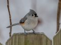 Tufted Titmouse - Yard Birds,, Clarksville, Montgomery County, TN, January 2022