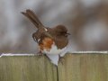 Eastern Towhee (female) - Yard Birds,, Clarksville, Montgomery County, TN, January 2022