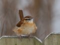 Carolina Wren - Yard Birds,, Clarksville, Montgomery County, TN, January 2022