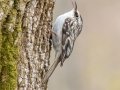 Brown Creeper - Rotary Park,  Clarksville, Montgomery County, March 28, 2022