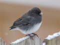 Dark-eyed Junco (Slate-colored) - Yard Birds,, Clarksville, Montgomery County, TN, January 2022