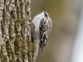 Brown Creeper - Rotary Park,  Clarksville, Montgomery County, March 28, 2022