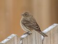 House Finch - Yard Birds,, Clarksville, Montgomery County, TN, January 2022