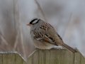White-crowned Sparrow- Yard Birds,, Clarksville, Montgomery County, TN, January 2022