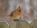 Northern Cardinal - Yard Birds,, Clarksville, Montgomery County, TN, January 2022