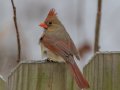 Northern Cardinal - Yard Birds,, Clarksville, Montgomery County, TN, January 2022