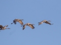 Sandhill Cranes - Tennessee NWR - Britton Ford, Henry County, TN, February 13, 2022