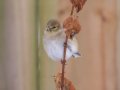 American Goldfinch - Yard Birds,, Clarksville, Montgomery County, TN, January 2022