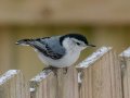 White-breasted Nuthatch - Yard Birds,, Clarksville, Montgomery County, TN, January 2022