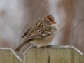 White-crowned Sparrow (juvenile) - Yard Birds,, Clarksville, Montgomery County, TN, January 2022
