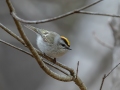 Golden-crowned Kinglet- Rotary Park,  Clarksville, Montgomery County, March 28, 2022