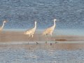 Sandhill Cranes - Tennessee NWR - Britton Ford, Henry County, TN, February 13, 2022