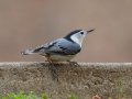 White-breasted Nuthatch- Rotary Park,  Clarksville, Montgomery County, March 28, 2022