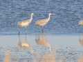 Sandhill Cranes - Tennessee NWR - Britton Ford, Henry County, TN, February 13, 2022