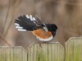 Eastern Towhee (male) - Yard Birds,, Clarksville, Montgomery County, TN, January 2022