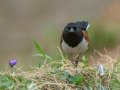Eastern Towhee - Rotary Park,  Clarksville, Montgomery County, March 28, 2022