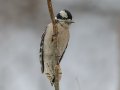 Downy Woodpecker - Yard Birds,, Clarksville, Montgomery County, TN, January 2022