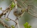 Ruby-crowned Kinglet - Rotary Park,  Clarksville, Montgomery County, March 28, 2022
