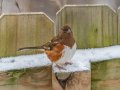 Eastern Towhee (female) - Yard Birds,, Clarksville, Montgomery County, TN, January 2022