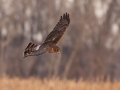 Northern Harrier - Tennessee NWR - Britton Ford, Henry County, TN, February 13, 2022