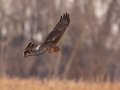 Northern Harrier - Tennessee NWR - Britton Ford, Henry County, TN, February 13, 2022