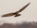 Northern Harrier - Tennessee NWR - Britton Ford, Henry County, TN, February 13, 2022