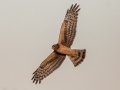 Northern Harrier - Tennessee NWR - Britton Ford, Henry County, TN, February 13, 2022