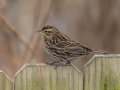 Red-winged Blackbird (female) - Yard Birds,, Clarksville, Montgomery County, TN, January 2022