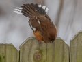 Eastern Towhee (female) - Yard Birds,, Clarksville, Montgomery County, TN, January 2022