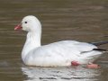 Ross's Goose - Dunbar Cave SP, Montgomery County, Jan 21, 2022