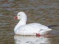 Ross's Goose - Dunbar Cave SP, Montgomery County, Jan 21, 2022