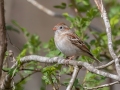 Field Sparrow - Rotary Park,  Clarksville, Montgomery County, March 28, 2022