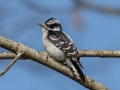 Downy Woodpecker - Rotary Park,  Clarksville, Montgomery County, March 28, 2022