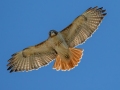 Red-tailed Hawk, Barkley WMA, Stewart County, Jan 4, 2022