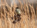 Eastern Phoebe - Dunbar Cave SP, Montgomery County, Jan 21, 2022