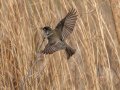 Eastern Phoebe - Dunbar Cave SP, Montgomery County, Jan 21, 2022