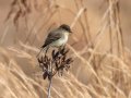 Eastern Phoebe - Dunbar Cave SP, Montgomery County, Jan 21, 2022