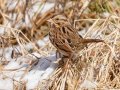 Song Sparrow - Dunbar Cave SP, Montgomery County, Jan 21, 2022