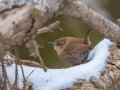 Winter Wren - Dunbar Cave SP, Montgomery County, Jan 21, 2022